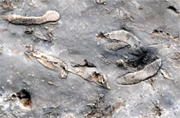 Permian Reef Fossils