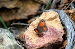 Megisto rubricata - Red Satyr Butterfly