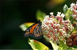 Milkweed - Monarch Larval Host Plant