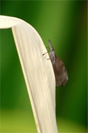 Libytheana carinenta - American Snout Butterfly