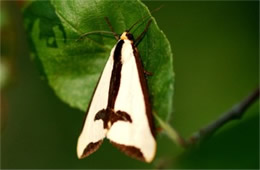 Haploa clymene - Clymene Moth
