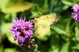 Colias philodice - Clouded Sulphur Butterfly