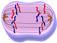 Anaphase of Mitosis - Cell Division