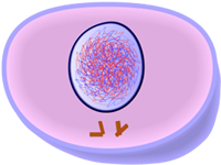 Interphase(G2) of Mitosis - Cell Division