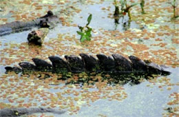 Alligator mississippiensis - American Alligator Tail