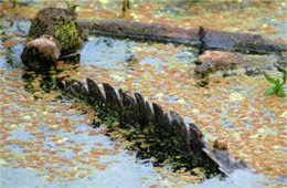 Alligator mississippiensis - American Alligator Tail