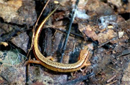 Desmognathus ochrophaeus - Allegheny Mountain Dusky Salamander