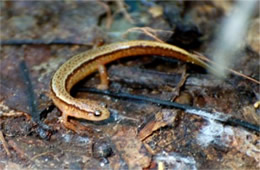 Desmognathus ochrophaeus - Allegheny Mountain Dusky Salamander