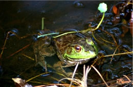 Rana catesbeiana - American Bullfrog