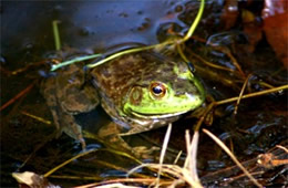 Rana catesbeiana - American Bullfrog