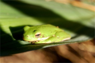 Hyla Cinerea - American Green Tree Frog