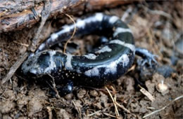 Ambystoma opacum - Marbled Salamander