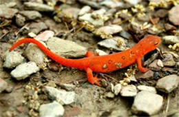 Notophthalmus viridescens - Red-spotted Newt