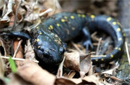 Ambystoma maculatum - Spotted Salamander