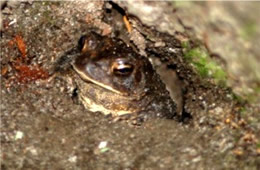 Toad in Shelter
