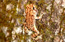 Toad on a Tree