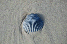 Scallop Shell on the Beach