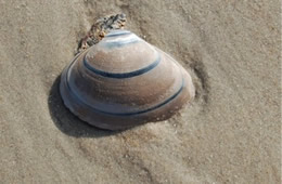 Clam Shell on the Beach