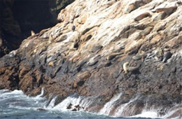 Farallon Islands Wildlife
