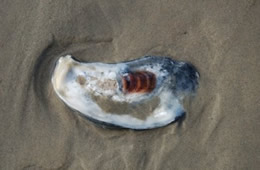 Oyster Shell on the Beach