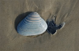 Clam Shell on the Beach