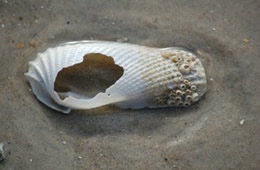 Angel Wing Shell with Barnacles on the Beach