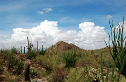 Saguaro Desert