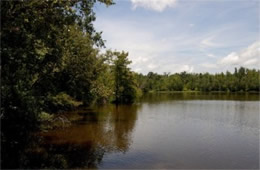 Louisiana Swamp