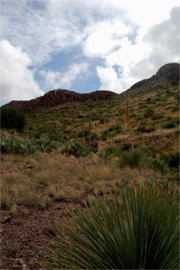 New Mexico Desert