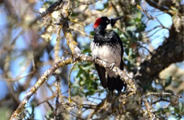 Melanerpes formicivorus - Acorn Woodpecker