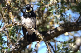 Melanerpes formicivorus - Acorn Woodpecker