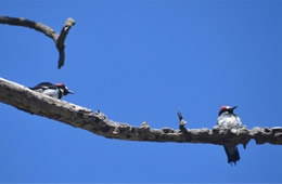 Melanerpes formicivorus - Acorn Woodpeckers