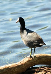 american coots