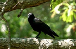 Corvus brachyrhynchos - American Crow