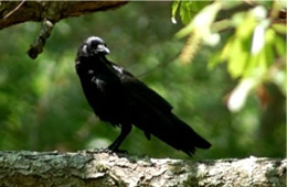 Corvus brachyrhynchos - American Crow