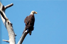 Haliaeetus leucocephalus - Bald Eagle