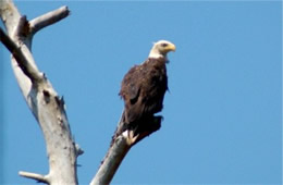 Haliaeetus leucocephalus - Bald Eagle