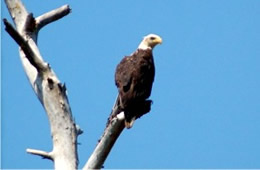 Haliaeetus leucocephalus - Bald Eagle