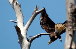 Haliaeetus leucocephalus - Bald Eagle