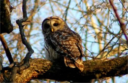 Strix varia - Barred Owl