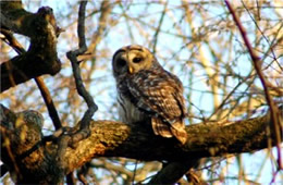 Strix varia - Barred Owl