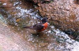 Turdus migratorius - American Robin Bathing