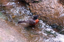 Turdus migratorius - American Robin Bathing