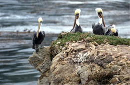 Pelecanus occidentalis - Brown Pelican at Bird Island