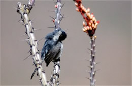 Polioptila melanura - Black-tailed Gnatcatcher