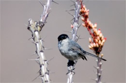 Polioptila melanura - Black-tailed Gnatcatcher