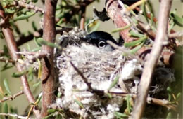 Polioptila melanura - Black-tailed Gnatcatcher on Nest