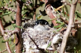 Polioptila melanura - Black-tailed Gnatcatcher on Nest