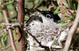 Polioptila melanura - Black-tailed Gnatcatcher on Nest