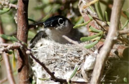 Polioptila melanura - Black-tailed Gnatcatcher on Nest